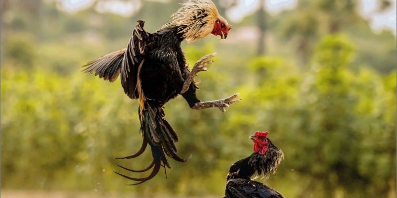 Bí quyết cược đá gà cần nắm bắt được các kèo chính