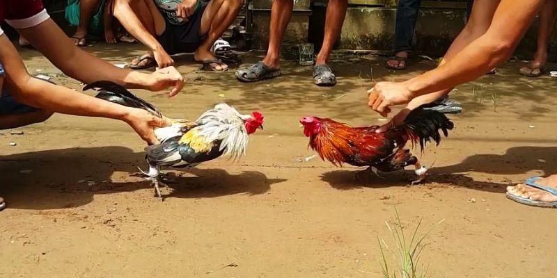 Bí Quyết Cược Đá Gà - Kèo Thơm Giúp Bet Thủ Rinh Thưởng