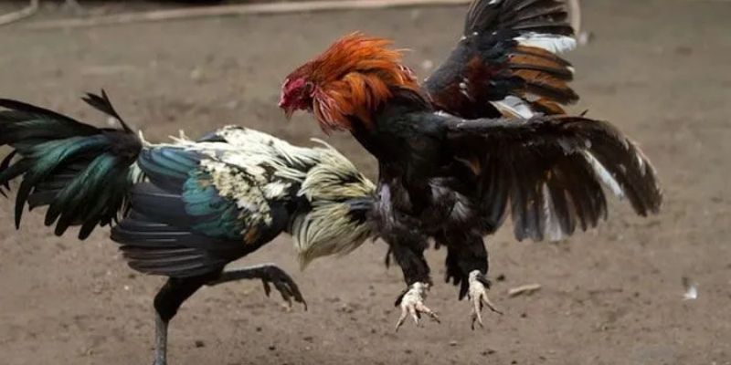 Cách chọn gà đá mạnh khi chúng sở hữu loại vảy quý ở chân