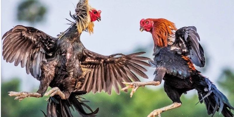 Cách Chọn Gà Đá Mạnh Giúp Hội Viên Rinh Thưởng Lớn 2026
