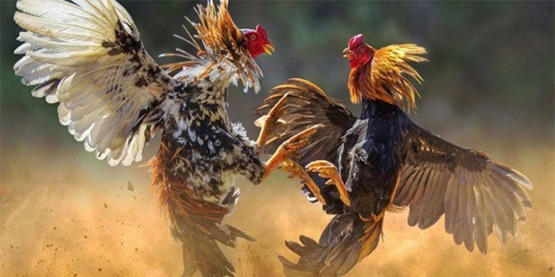Cách xem kèo đá gà Wala chú ý kê chiến mang biểu tượng xanh dương