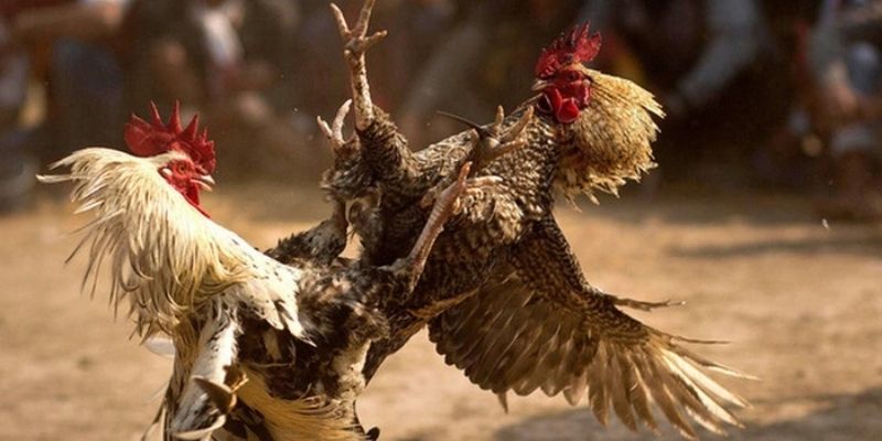 Cách Xem Kèo Đá Gà Cực Chuẩn Cho Người Mới Tại VSBET