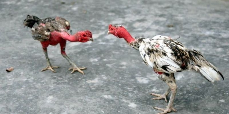 Chú ý quan sát vào khả năng chịu đòn trong các trận trước khi cược