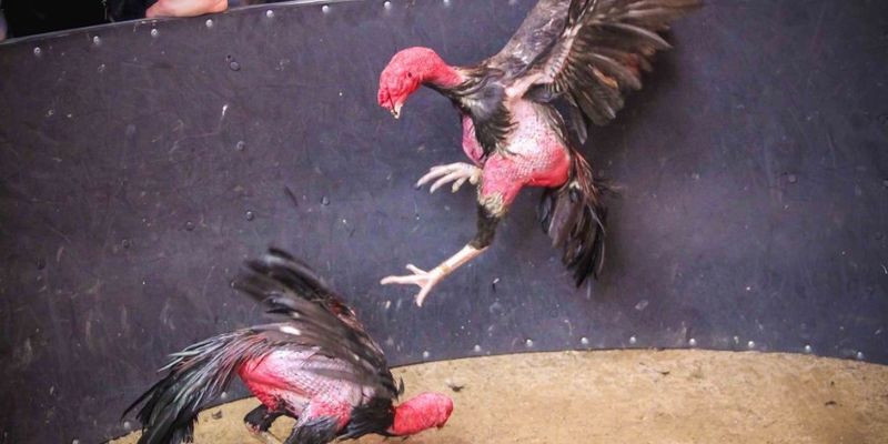 Khái quát chính điểm chung về đá gà VSBET 