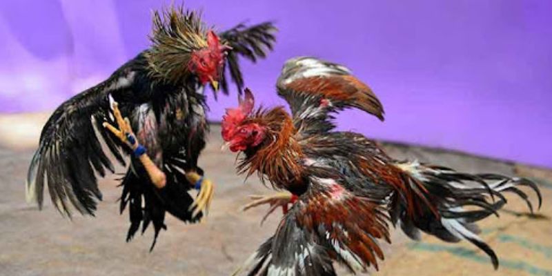 Trường gà nổi tiếng có mặt trên sảnh mỗi ngày